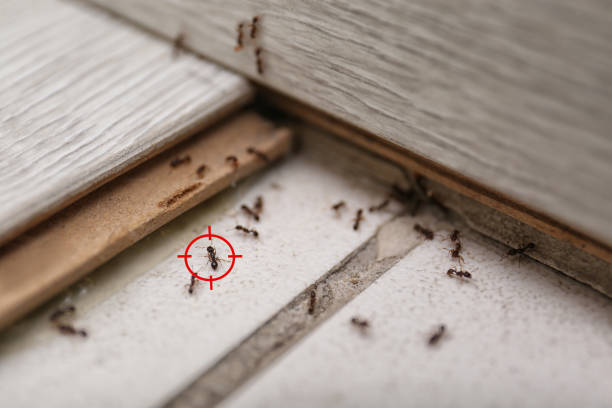 Bird Control in Bridgeport, MI