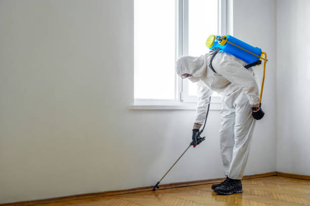 Best Termite Control Services  in Bridgeport, MI