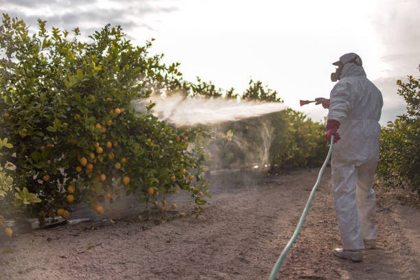 Reliable Bridgeport, MI Pest Control Solutions